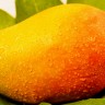 Kesar Mango Fruit Kesar Mango Fruit