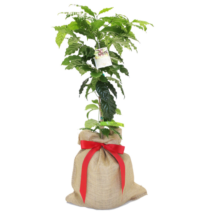 Coffee Tree Coffee Tree