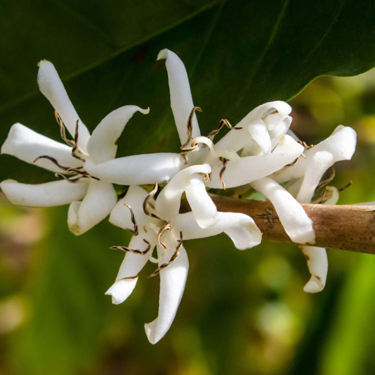 Coffee Flowers Coffee Flowers