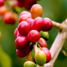 Coffee Fruit Coffee Fruit
