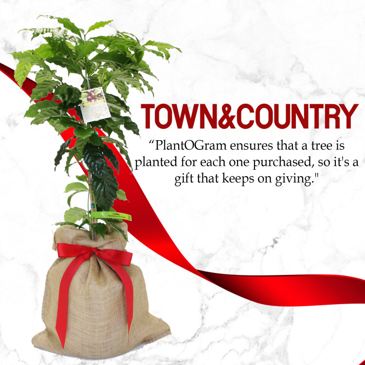 Coffee Tree Coffee Tree