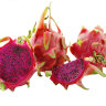 red dragon fruit red dragon fruit