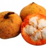 Santol Fruit Santol Fruit