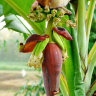 Banana Flower Banana Flower