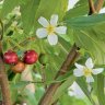 Strawberry TreeJamaican Cherry Tree Strawberry TreeJamaican Cherry Tree