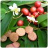 Strawberry TreeJamaican Cherry Tree Strawberry TreeJamaican Cherry Tree