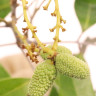Lychee Tree Emperor Dwarf Variety Air-Layered Lychee Tree Emperor Dwarf Variety Air-Layered