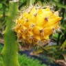 Yellow Dragon fruit plant Yellow Dragon fruit plant