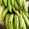 Plantain Banana Plantain Banana