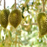 Durian on the treee