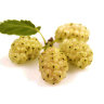 White Mulberry White Mulberry