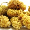 White Mulberry Fruit White Mulberry Fruit