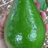 Avocado Utuado Dwarf Variety Avocado Utuado Dwarf Variety