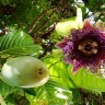 Granadilla Fruit and Flower Granadilla Fruit and Flower