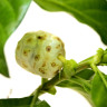 Noni Fruit Noni Fruit