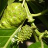 Noni Fruit Noni Fruit