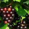 Purple Muscadine Grape Purple Muscadine Grape