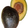 Oro Negro Avocado Oro Negro Avocado