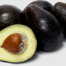 Oro Negro Avocdo Oro Negro Avocdo