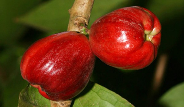 Malay Apple Fruit Malay Apple Fruit