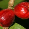 Malay Apple Fruit Malay Apple Fruit