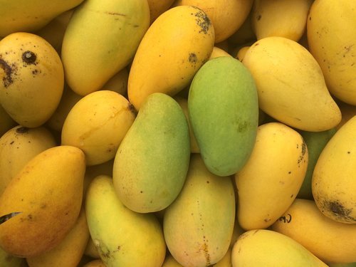 Mango Tree Choc-Anon (Miracle Mango) Variety Grafted Mango Tree Choc-Anon (Miracle Mango) Variety Grafted