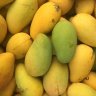 Mango Tree Choc-Anon (Miracle Mango) Variety Grafted Mango Tree Choc-Anon (Miracle Mango) Variety Grafted