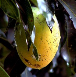 chocanonmango2.jpg chocanonmango2.jpg