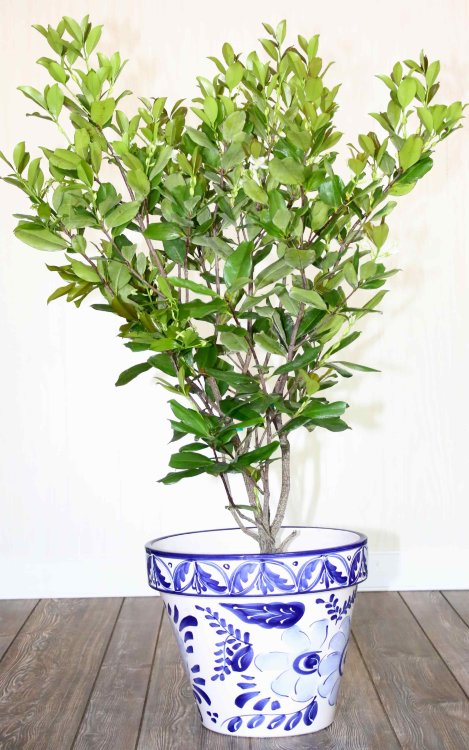 Grumichama Tree/Shrub Grumichama Tree/Shrub