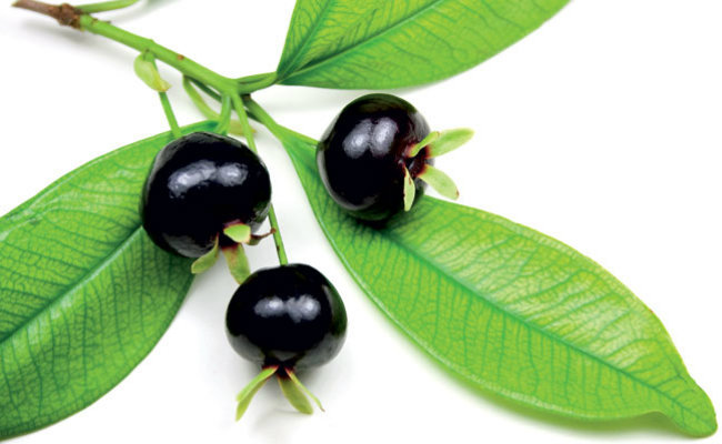 Grumichama Cherry Grumichama Cherry