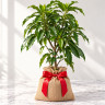 Mango Tree Baptiste Hatian Variety Grafted Mango Tree Baptiste Hatian Variety Grafted