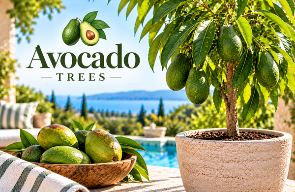 Avocado Trees