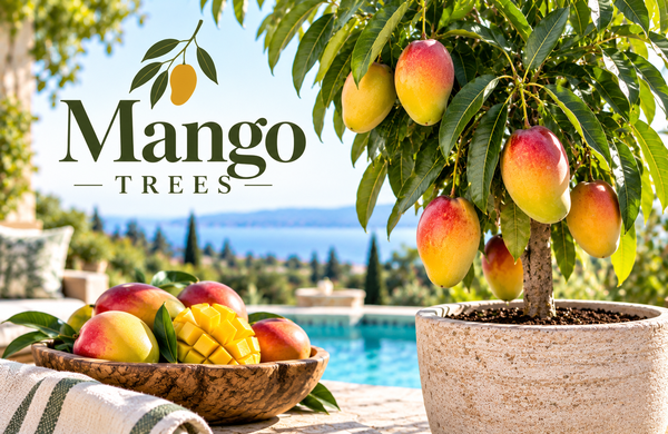 Mango Trees
